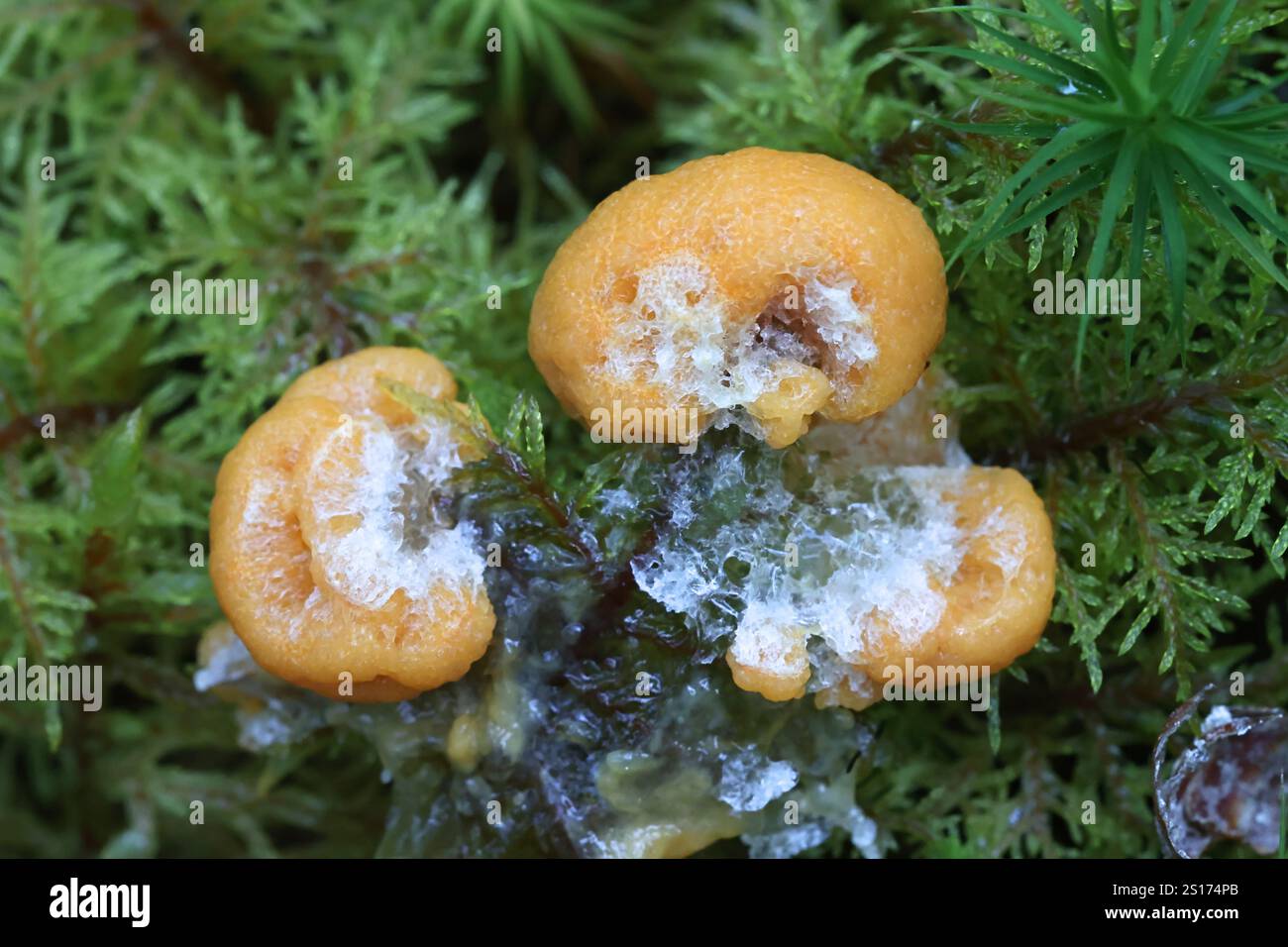 Fuligo muscorum, comunemente noto come albicocca melma muffa, myxomycete dalla Finlandia Foto Stock