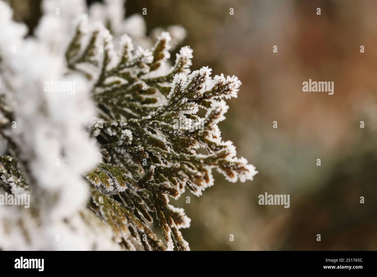 Rami di alberi Thuja da vicino Foto Stock
