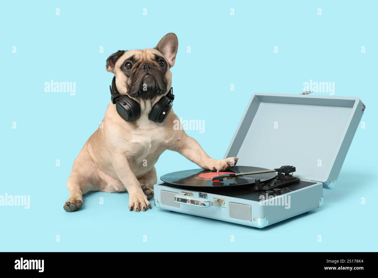 Grazioso bulldog francese con cuffie e lettore di dischi su sfondo blu Foto Stock Grazioso bulldog francese con cuffie e lettore di dischi su sfondo blu Foto Stock