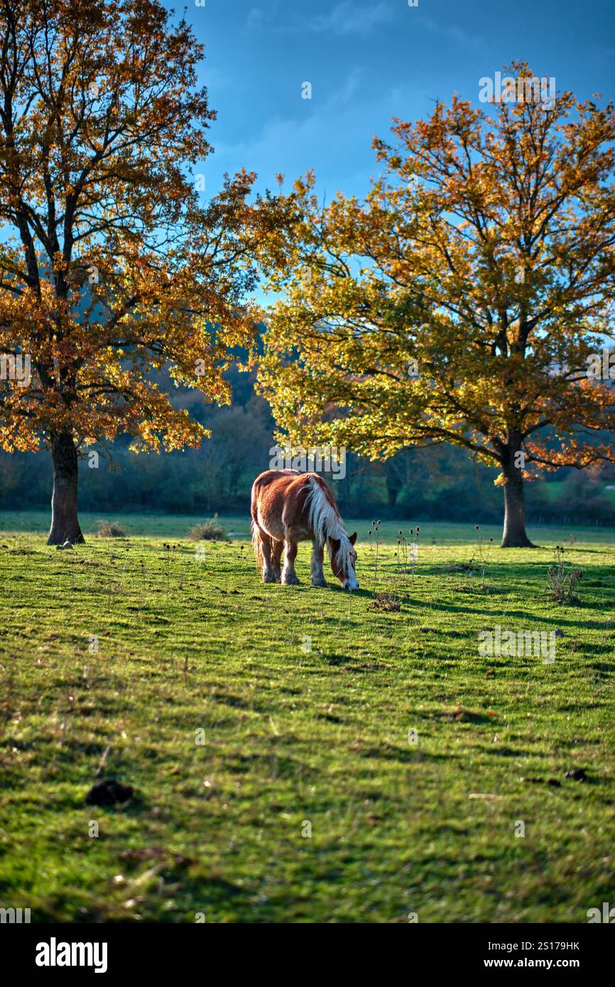 Una tranquilla scena di un cavallo che pascolano pacificamente sotto i vibranti alberi autunnali in un prato illuminato dal sole. Il paesaggio sfoggia caldi colori autunnali. Bitorian Foto Stock