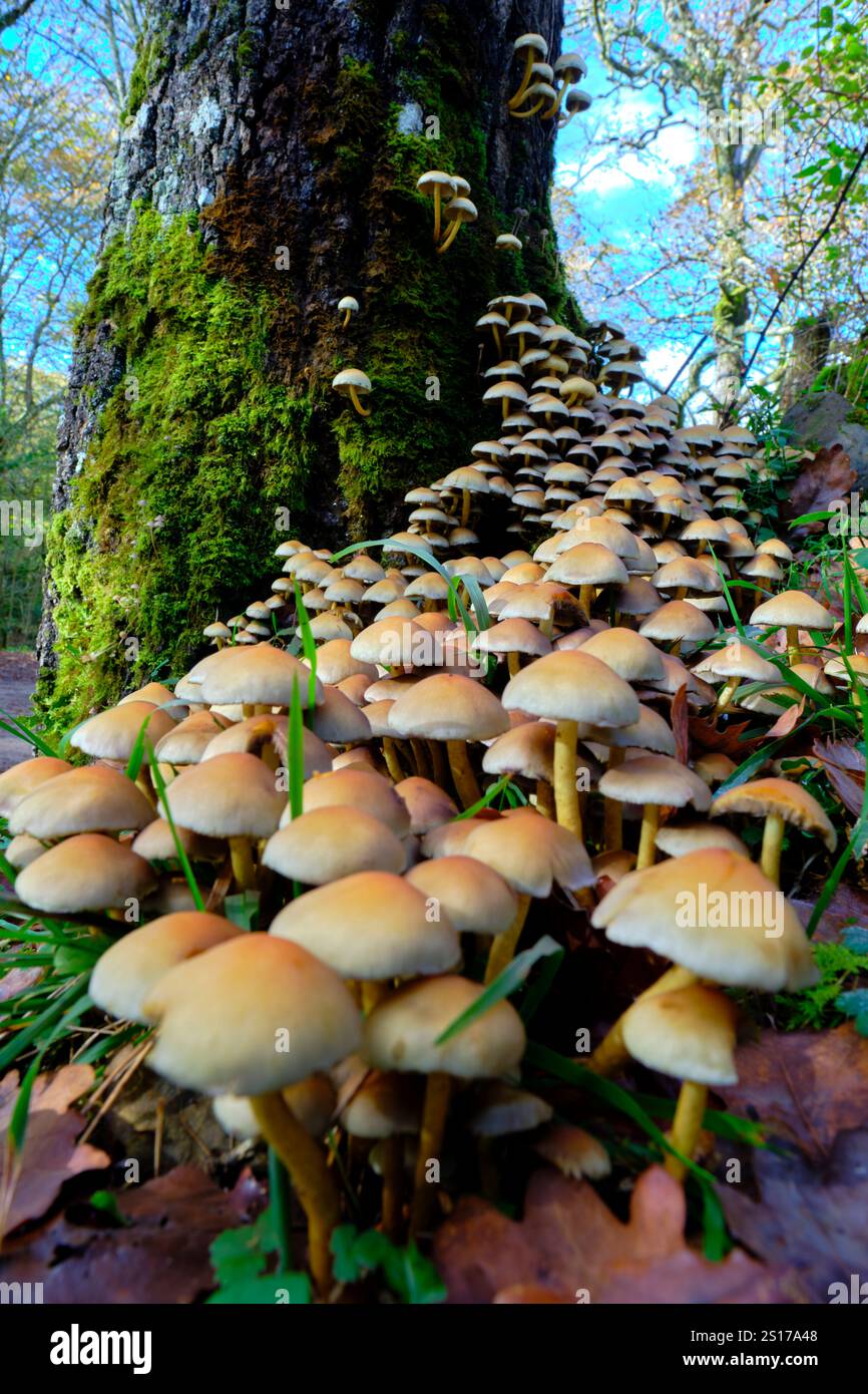 Una vivace colonia di funghi Armillaria che prospera su un tronco di alberi ricoperto di muschio nelle lussureggianti foreste di Ucieda, Cabuerniga Valley, Cantabria, Spagna. Foto Stock