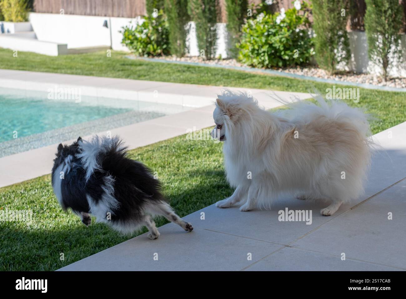 Due cani, uno bianco e nero e l'altro bianco soffice, giocano gioiosamente vicino a una piscina in un Foto Stock