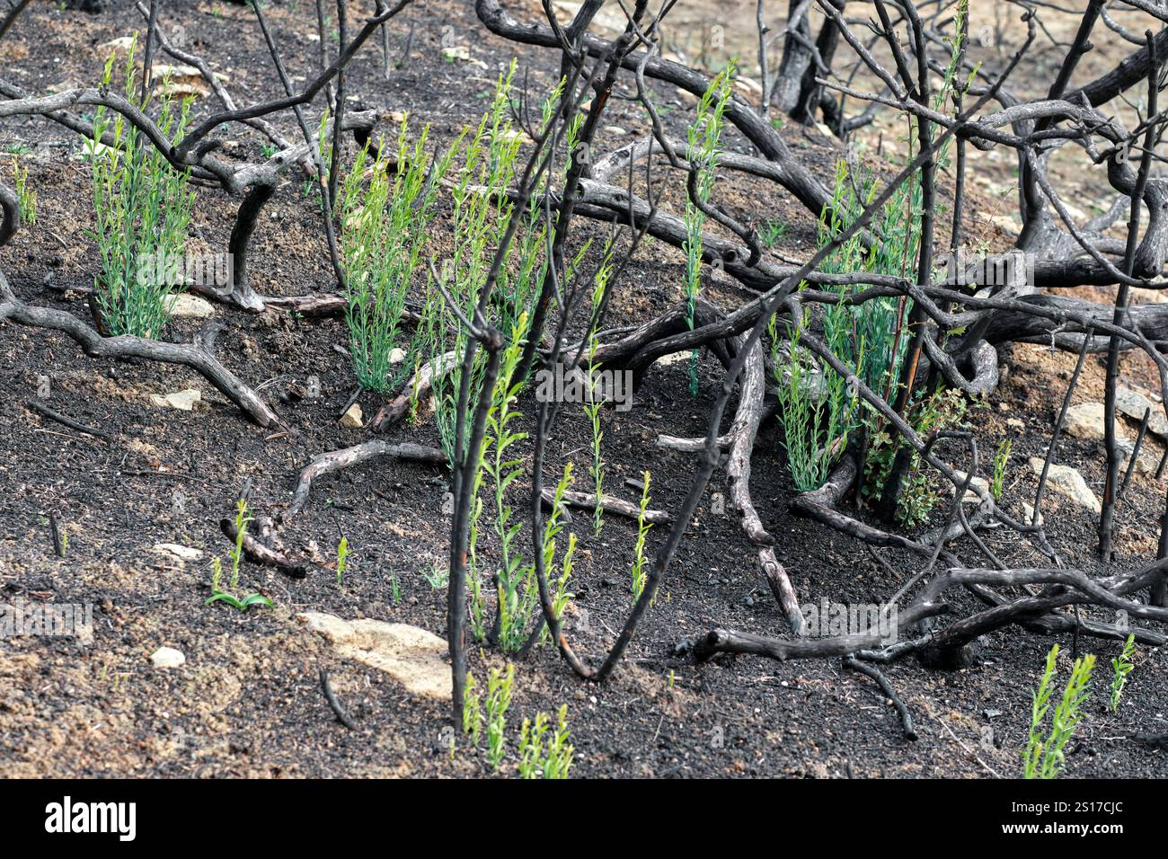 Alberi carbonizzati con nuovi germogli verdi che emergono nel suolo della foresta dopo un incendio a Legarda, Navarra, Spagna. Legarda Navarra SPAGNA Copyright: XMikelx Foto Stock