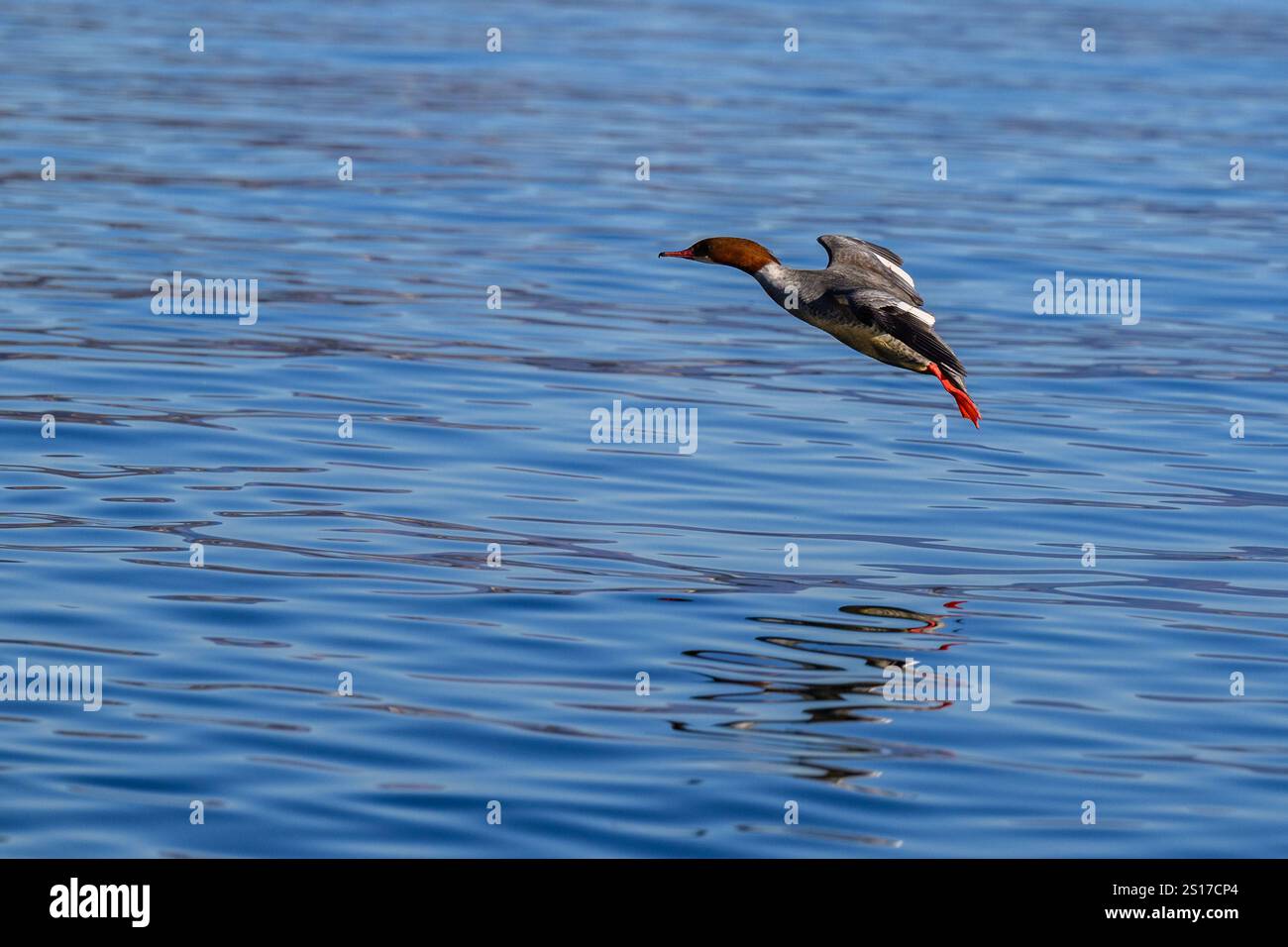 Un uccello di Goosander in volo Foto Stock