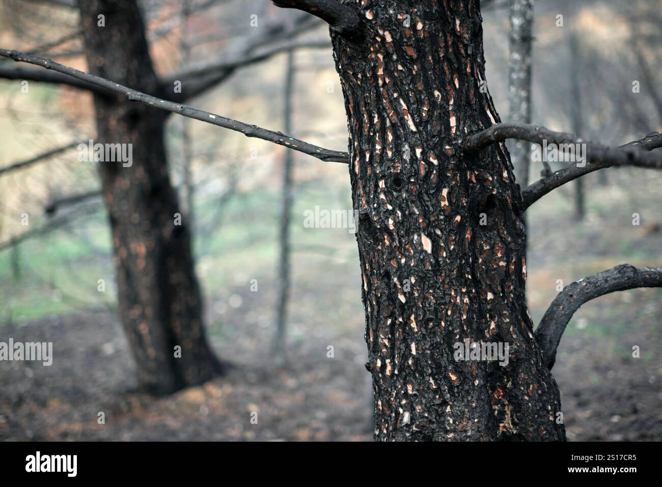Primo piano di un tronco di albero carbonizzato in una foresta che si sta riprendendo da un incendio a Legarda, Navarra, Spagna. Legarda Navarra SPAGNA Copyright: XMikelxBilbaox/XV Foto Stock