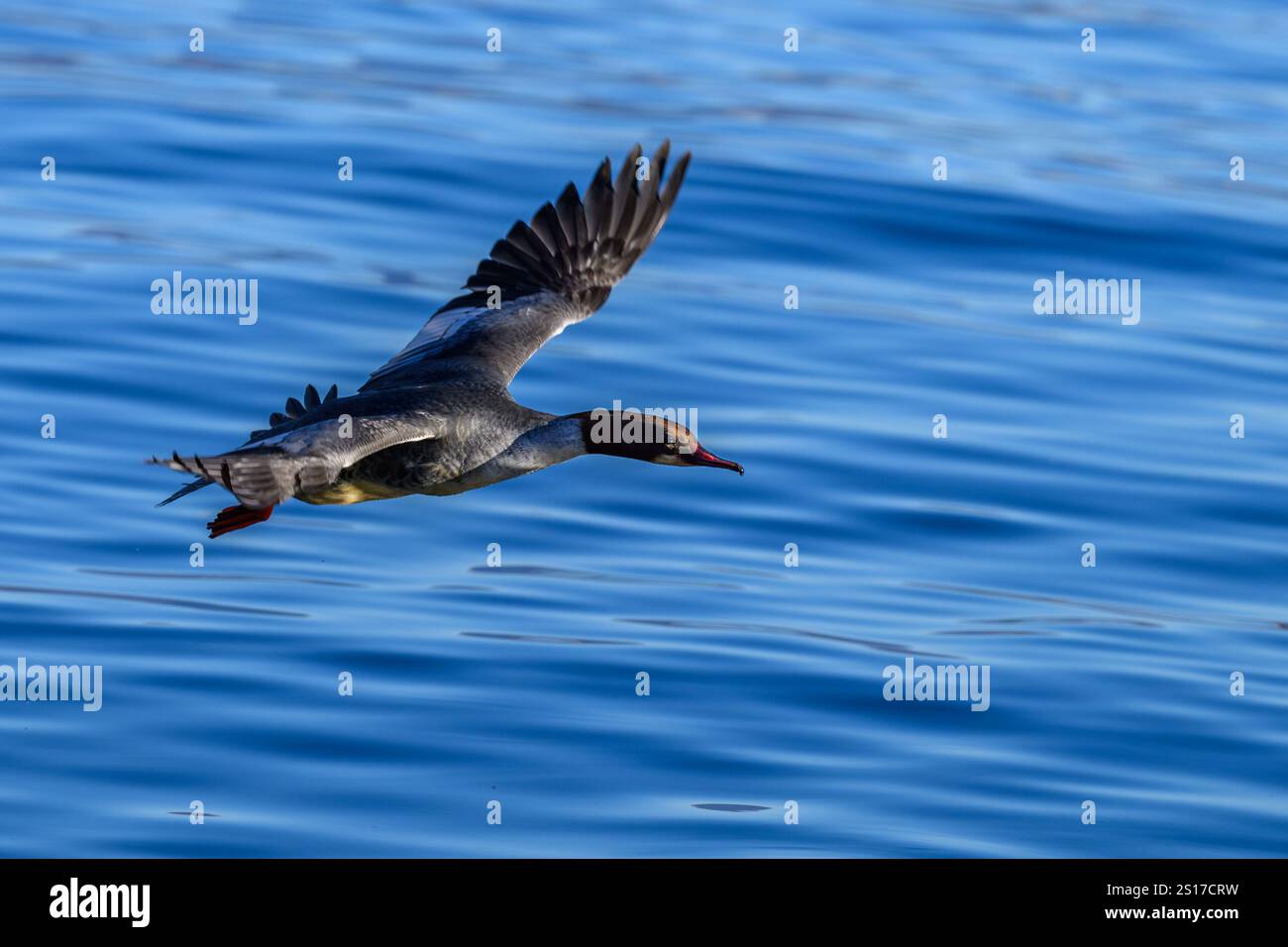 Un uccello di Goosander in volo Foto Stock