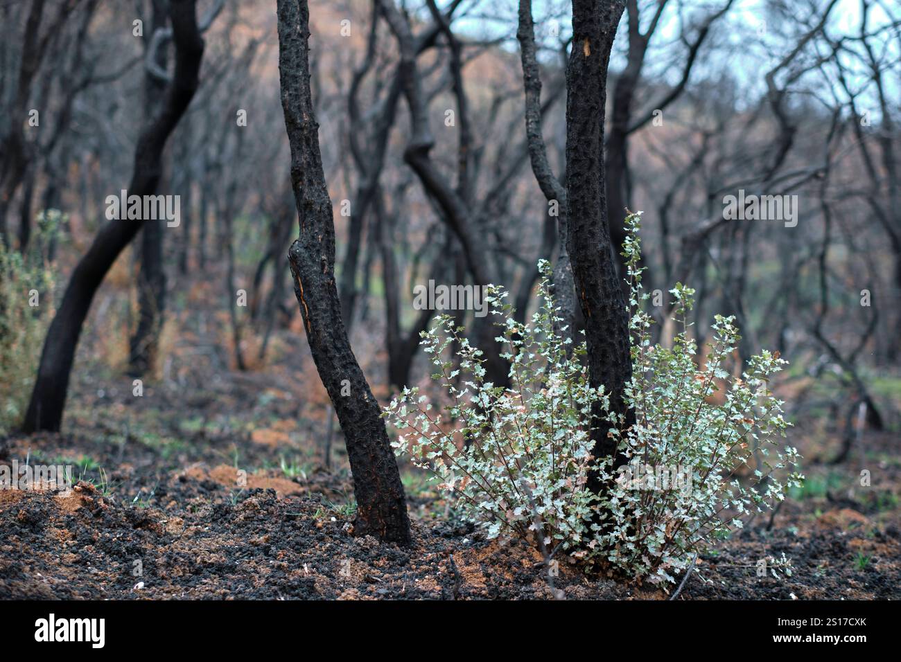 Foresta bruciata con alberi carbonizzati e nuova crescita di piante, simboleggiando la resilienza e la ripresa della natura dopo un incendio a Legarda, Navarra, Spagna. Legard Foto Stock
