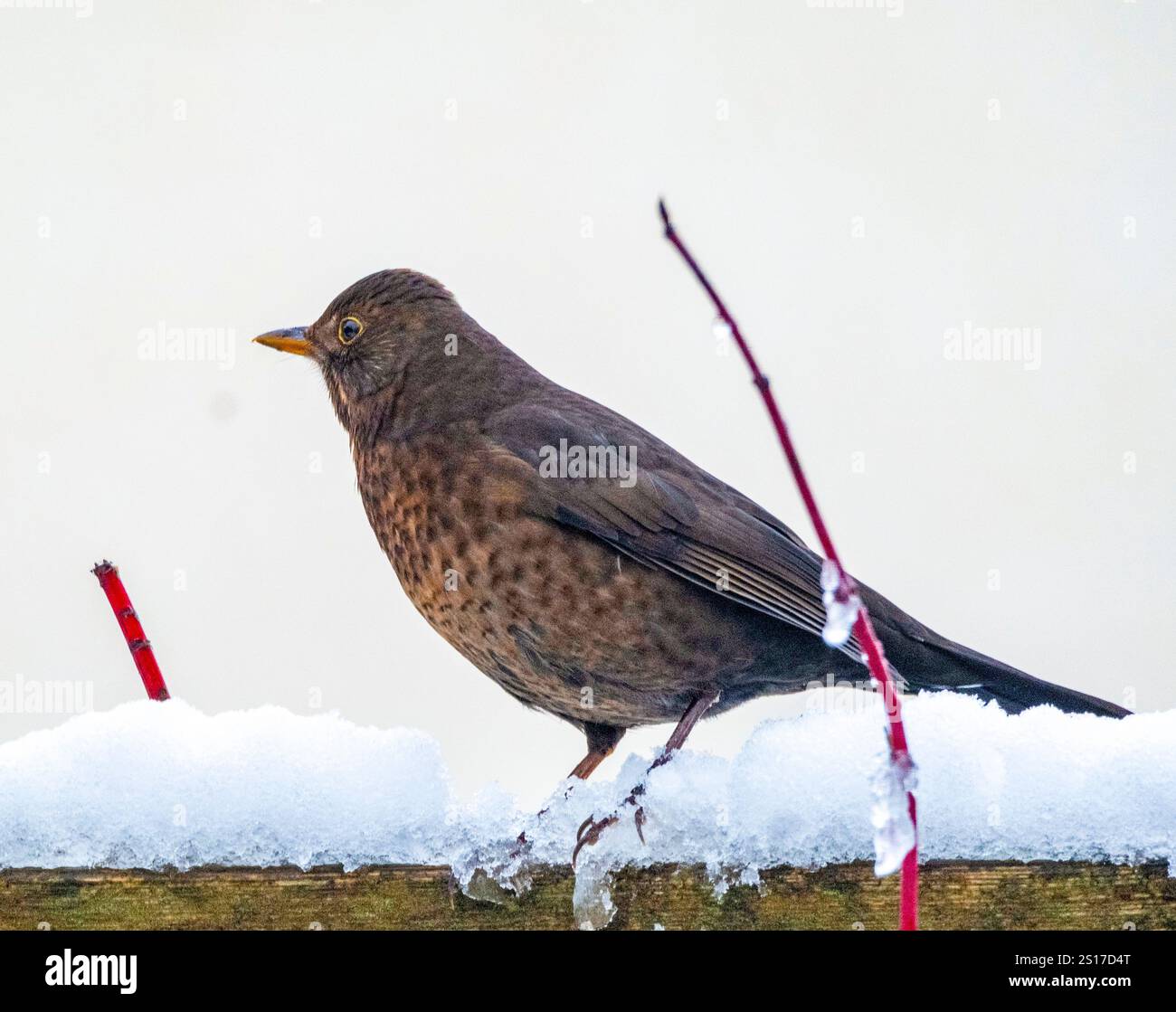 Blackbird femmina (Turdus merula) che si presta alla raccolta di cibo sulla neve, West Lothian, Regno Unito Foto Stock