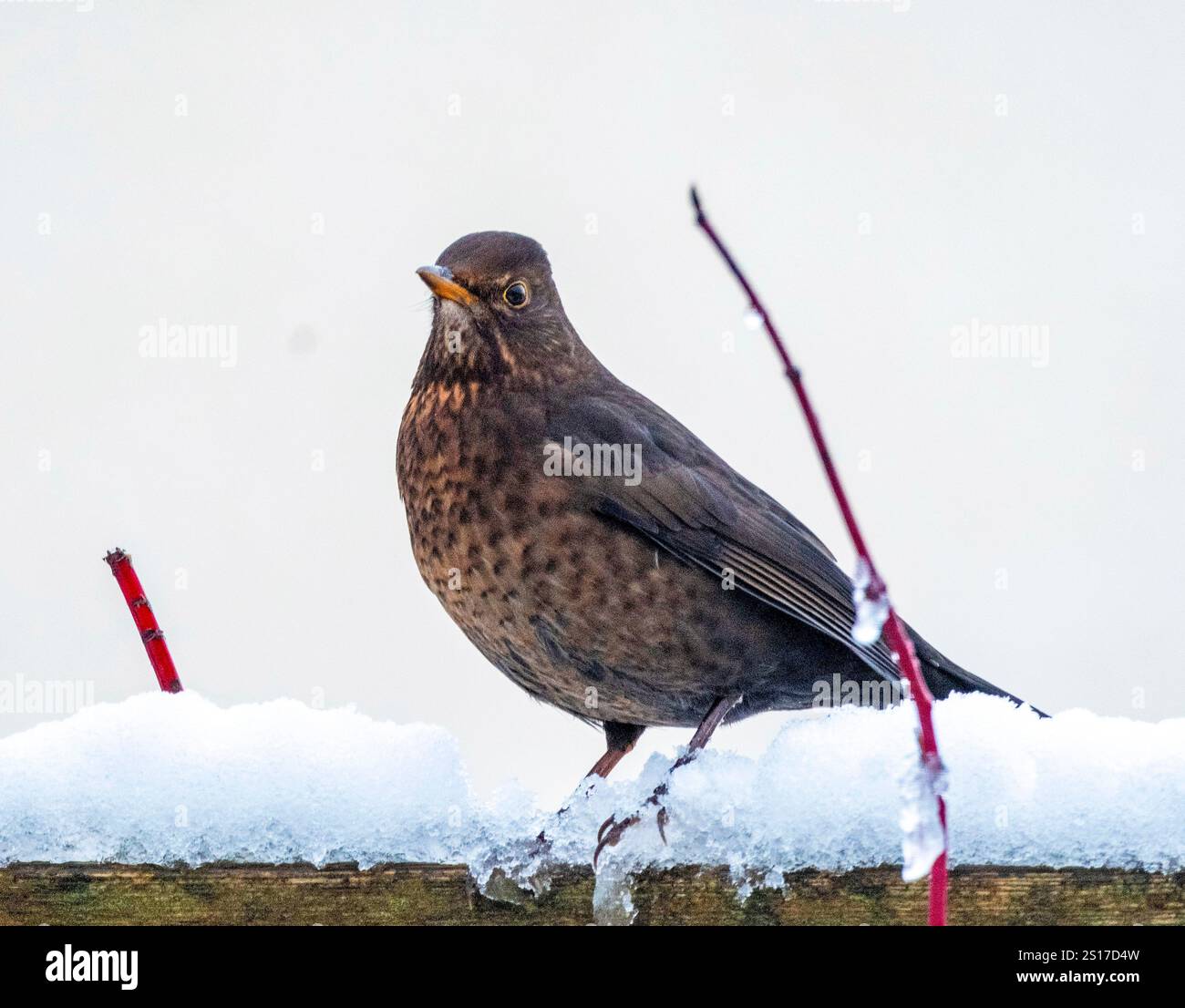Blackbird femmina (Turdus merula) che si presta alla raccolta di cibo sulla neve, West Lothian, Regno Unito Foto Stock