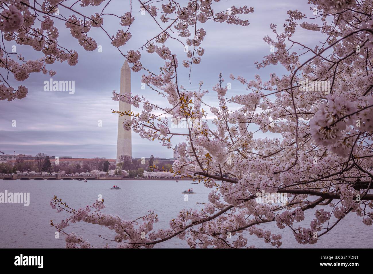 Cherry Blossoms a Washington, DC Foto Stock
