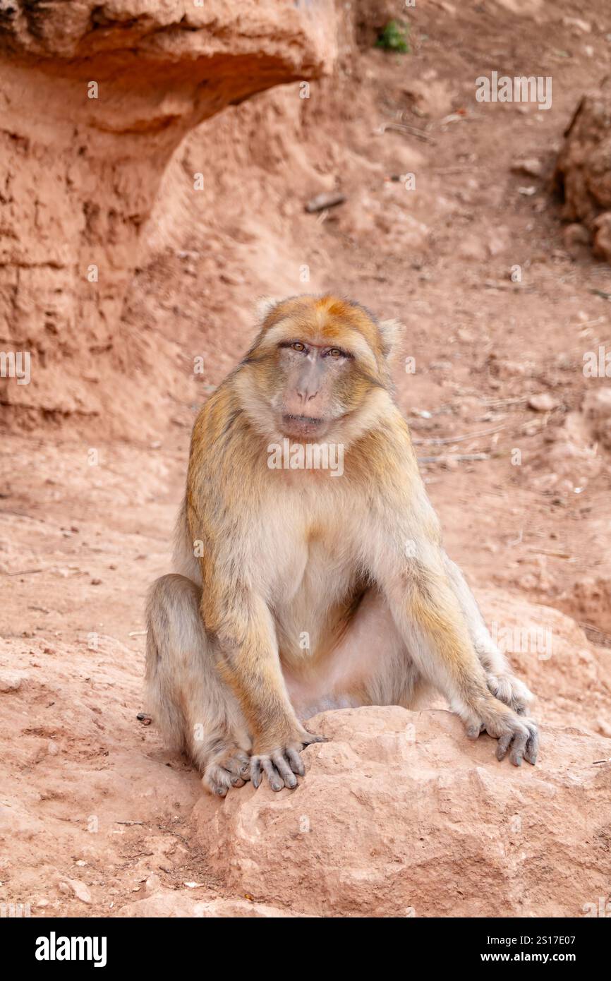 Montagne dell'Atlante centrale, Marocco. Un solo Barbary Macaque, Macaca sylvanus. Le scimmie vagano liberamente sulle montagne dell'Atlante. Foto Stock