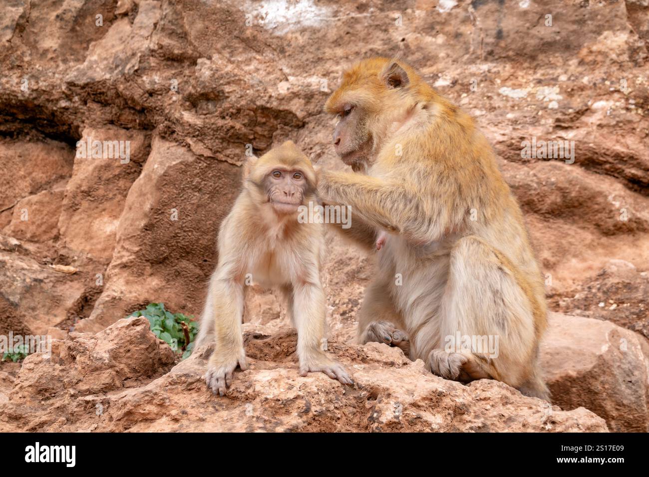 Montagne dell'Atlante centrale, Marocco. Un Barbary Macaque adulto, Macaca sylvanus scimmia che cura una scimmia più giovane. Vagano liberamente sulle montagne dell'atlante. Foto Stock