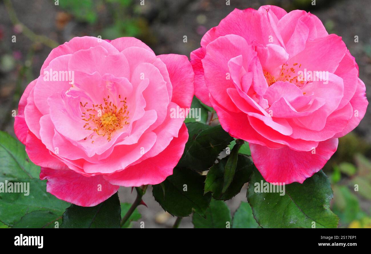 Rosa Colchester, bella Foto Stock