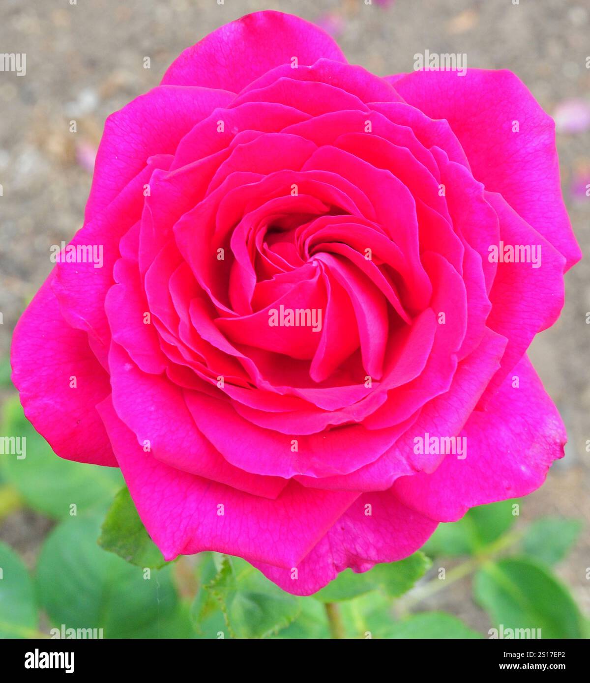Rosa Big Purple Foto Stock