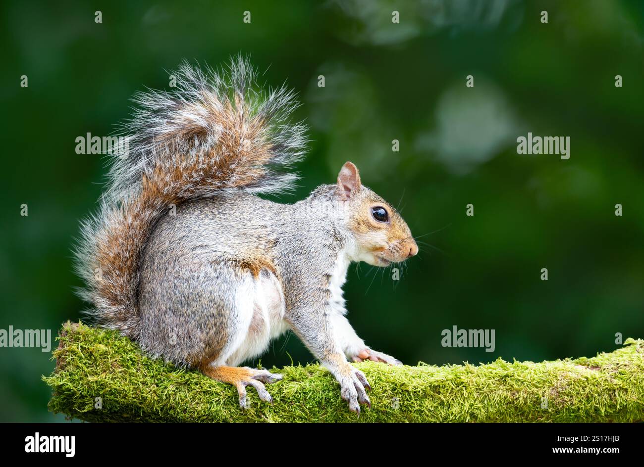 Primo piano di uno scoiattolo grigio in piedi su un ramo di albero muschio, Regno Unito. Foto Stock