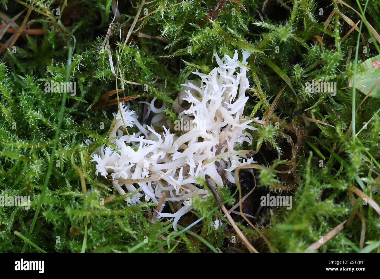 Clavulina coralloides, chiamata anche Clavulina cristata, comunemente nota come fungo corallino bianco o fungo corallino crestato, fungo selvatico proveniente dalla Finlandia Foto Stock