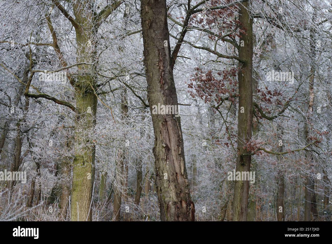 Il vecchio albero di ciliegio ha dei problemi da capogiro poco profondo dopo il cambiamento climatico Foto Stock