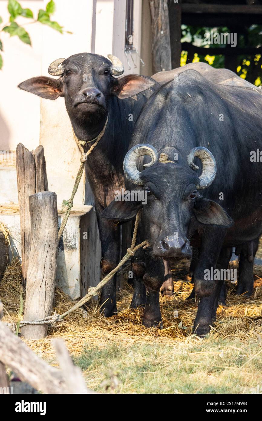 Due bufali d'acqua addomesticati (Bubalus bubalis), Nepal, Asia Foto Stock