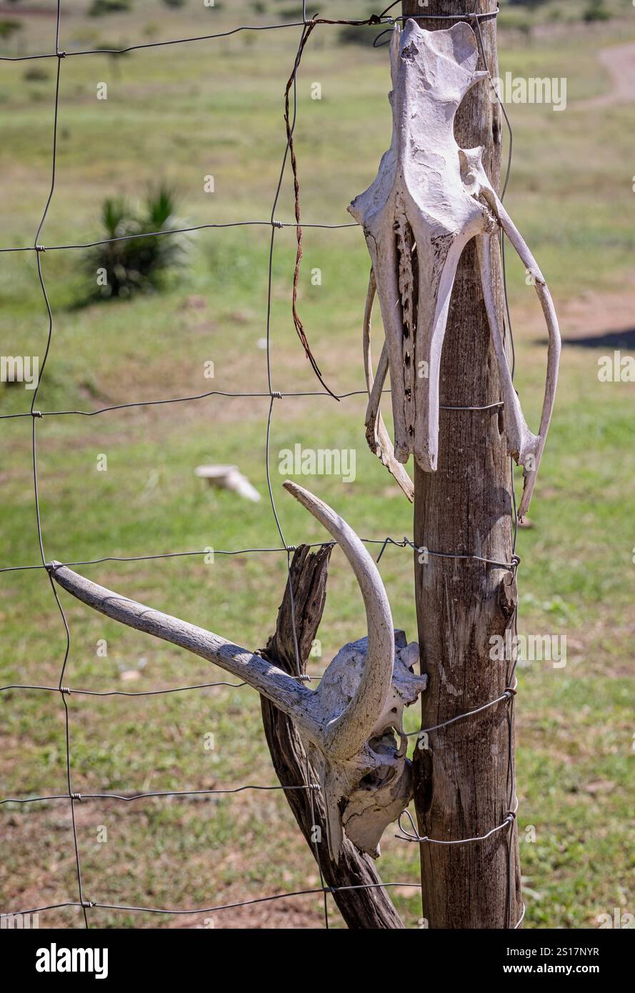 Teschi di antilopi bianchi sbiancati con corna fissati al recinto di legno presso la riserva di Tala, vicino a Durban, in Sudafrica, il 15 dicembre 2024 Foto Stock