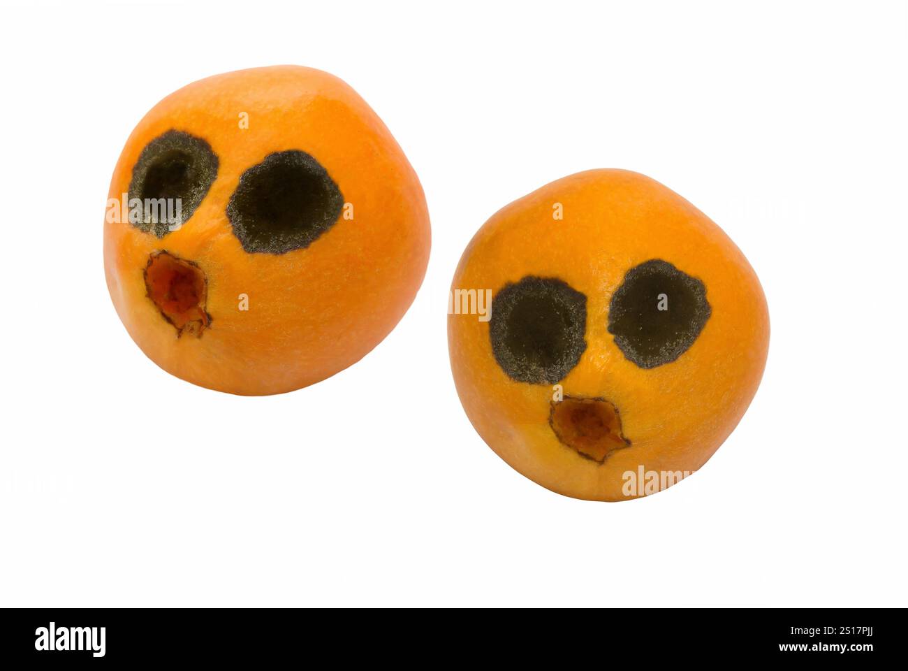 Due divertenti frutti di loquat in procinto di marcire (sembrano gli occhi) su sfondo bianco. Foto Stock