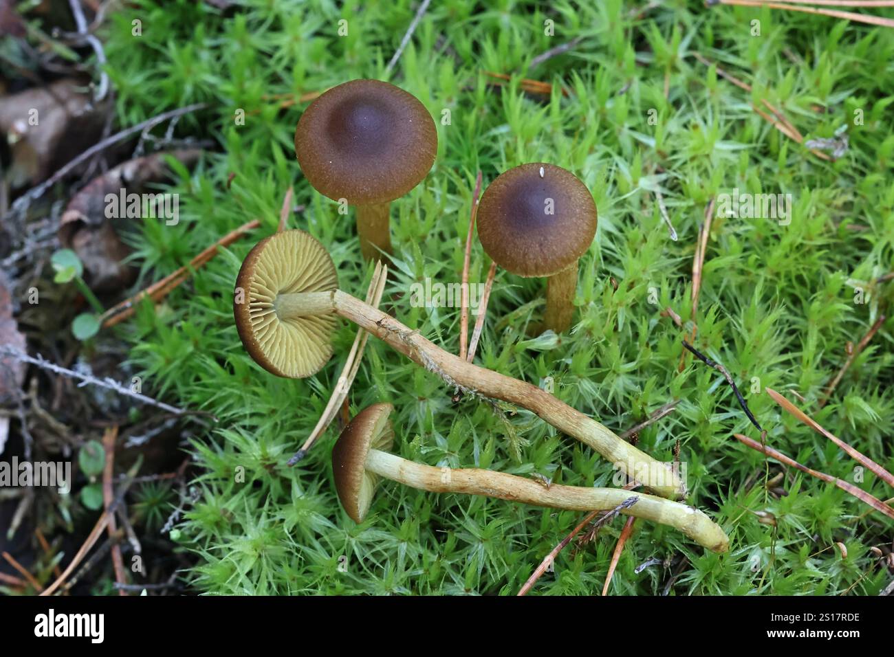 Cortinarius croceus, chiamato anche Dermocybe crocea, comunemente noto come zafferano webcap, fungo selvatico proveniente dalla Finlandia Foto Stock