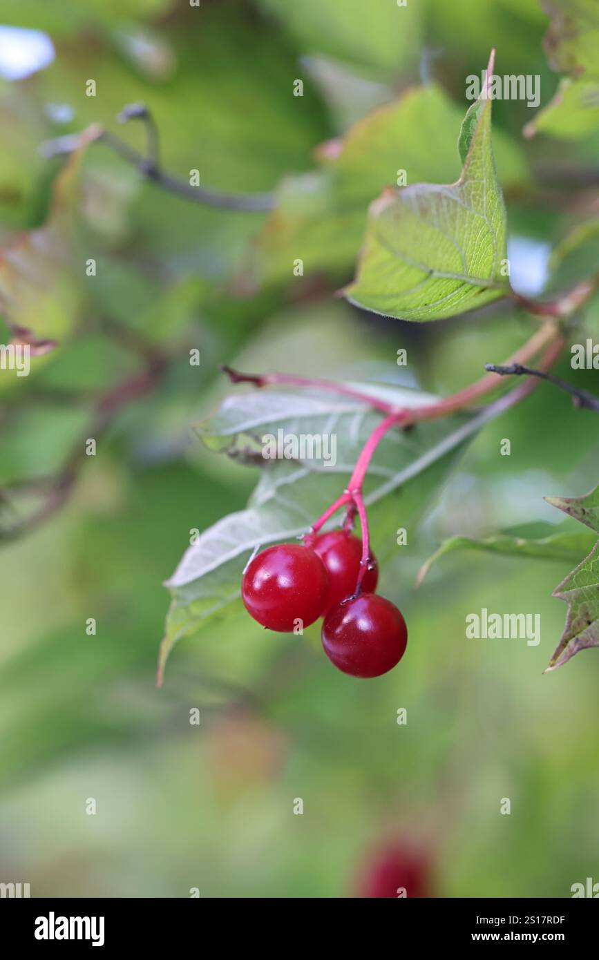 Bacche di rosa più grossa, Viburnum opulus, comunemente noto anche come sambuco d'acqua, corteccia di crampi, albero di palla di neve o palla di neve comune, pianta selvatica dalla Finlandia Foto Stock