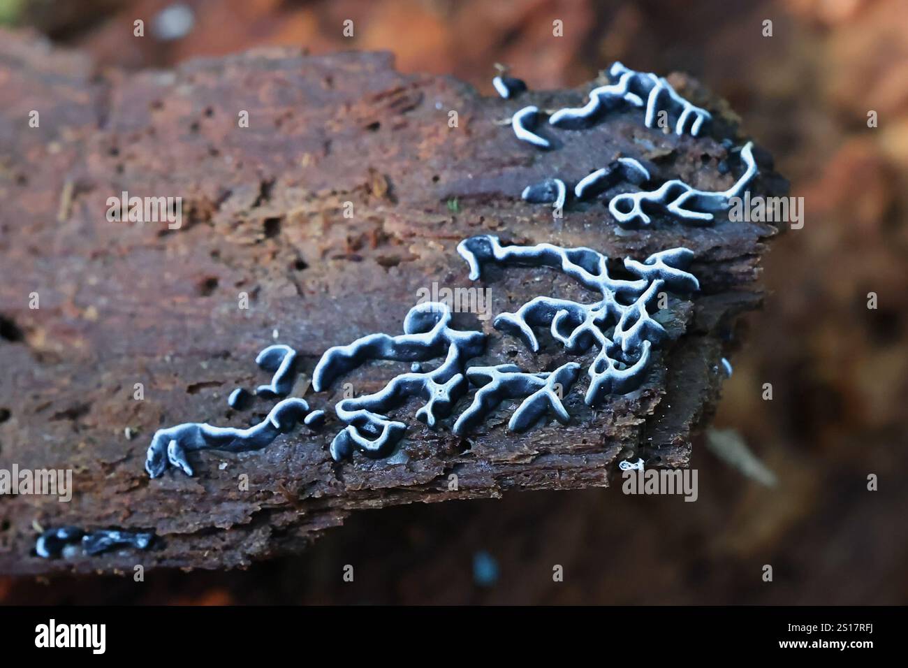Physarum bivalve, muffa melma dalla Finlandia, nessun nome inglese comune Foto Stock