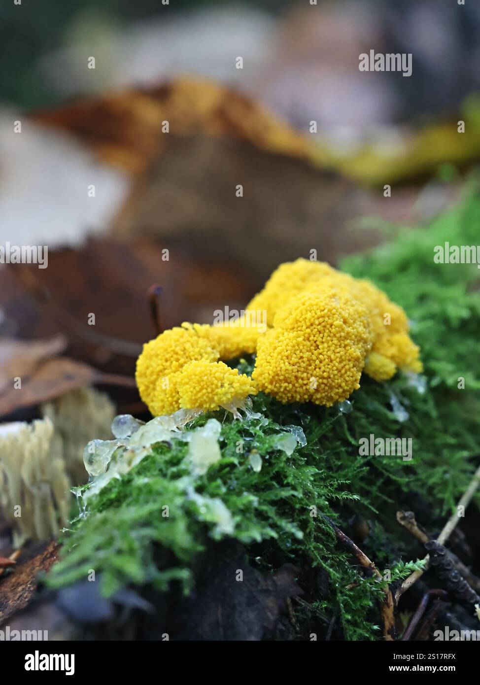 Physarum virescens, slime mold dalla Finlandia, nessun nome inglese comune Foto Stock