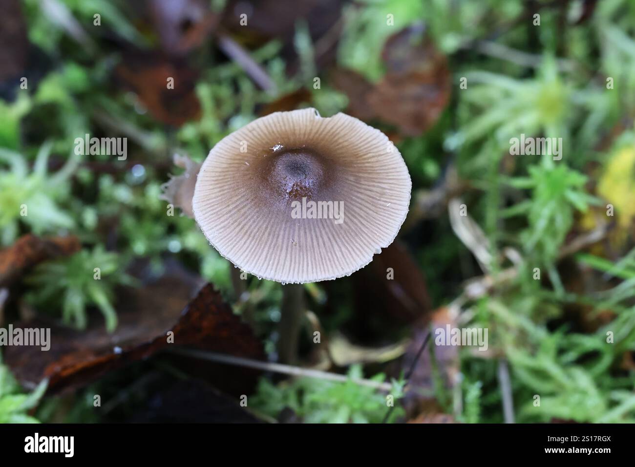 Entoloma conferendum, comunemente noto come Star pinkgill, fungo finlandese Foto Stock