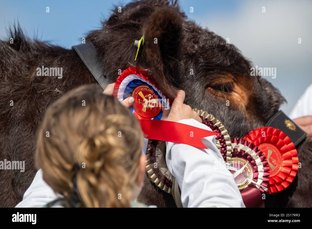 Addosso rosette premiate su una mucca al Westmorland Agricultural Show, Kendal, Cumbria, Regno Unito. Foto Stock