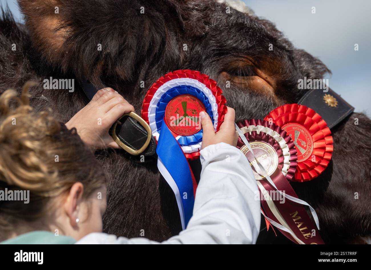 Addosso rosette premiate su una mucca al Westmorland Agricultural Show, Kendal, Cumbria, Regno Unito. Foto Stock