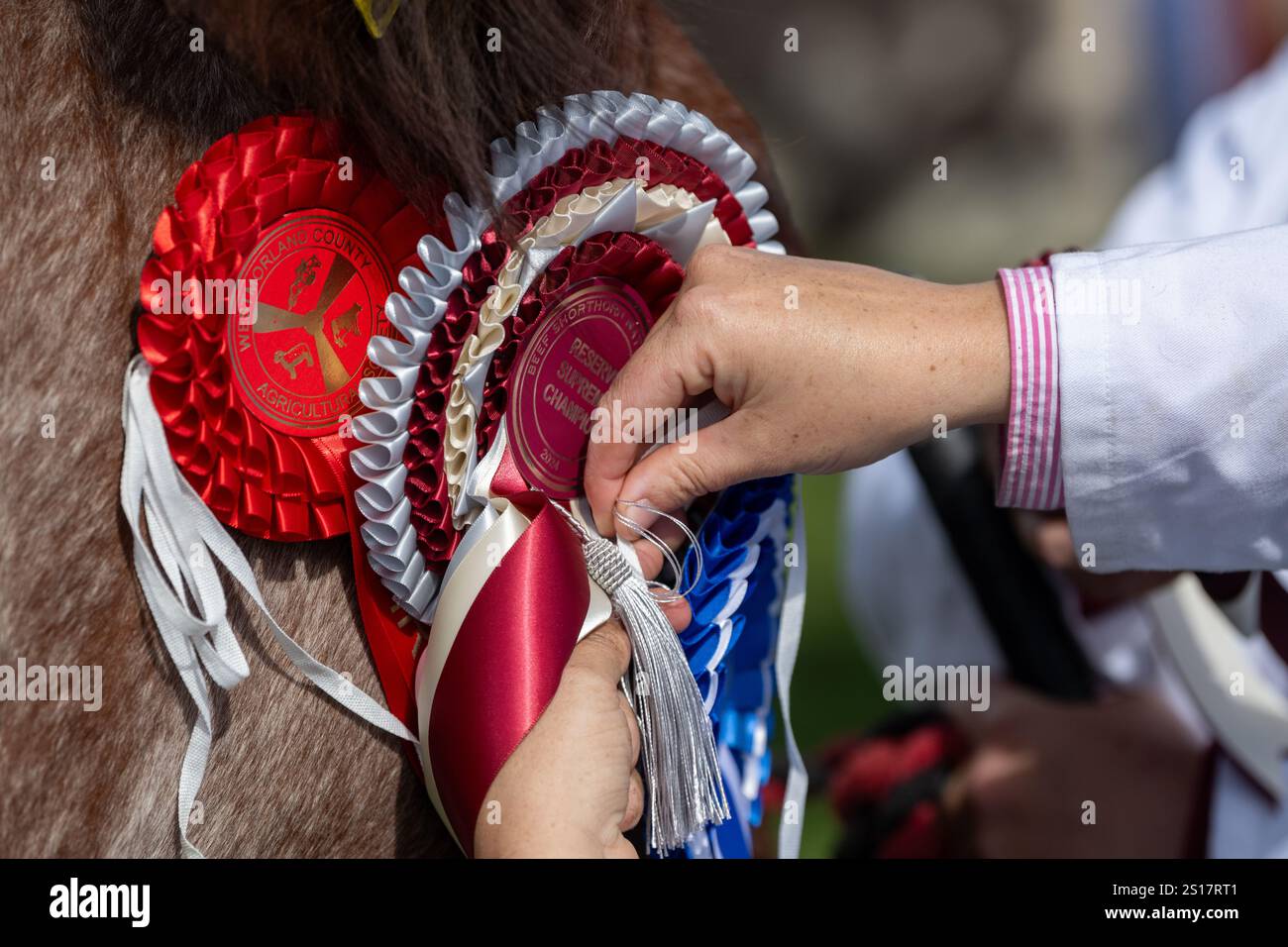 Addosso rosette premiate su una mucca al Westmorland Agricultural Show, Kendal, Cumbria, Regno Unito. Foto Stock