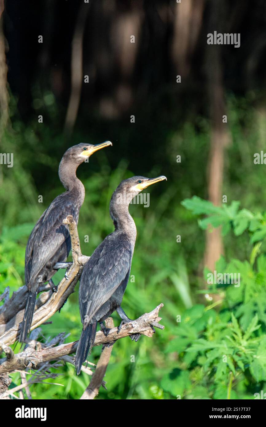 Coppia di cormorani (Phalacrocoracidae) sulla riva del fiume dell'Amazzonia peruviana Foto Stock