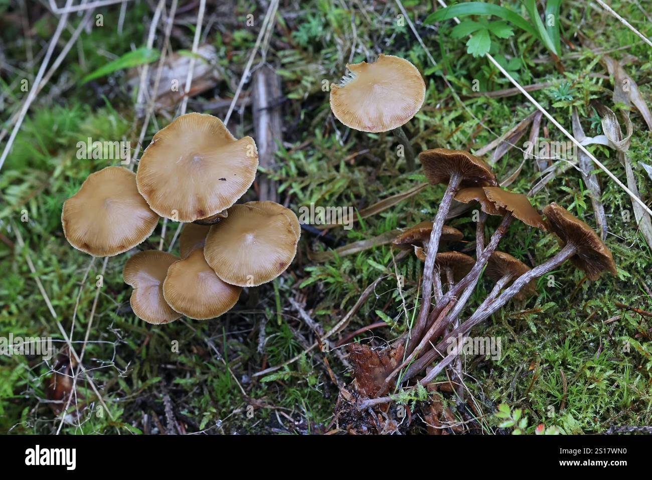 Kuehneromyces lignicola, comunemente nota come Conifer Woodtuft, fungo selvatico finlandese Foto Stock