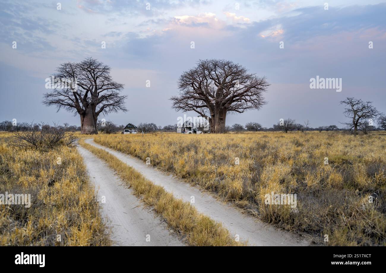 Strada, percorso tra erba secca gialla conduce ai baobab, al Parco Nazionale Nxai Pan, Botswana, Africa Foto Stock