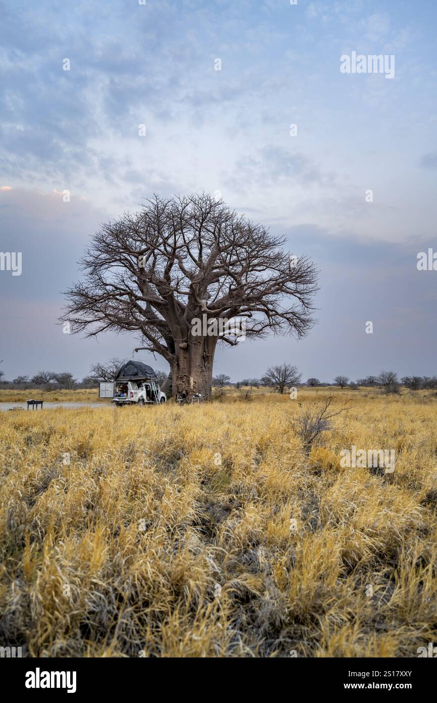 Veicolo fuoristrada con tenda sul tetto in campeggio con baobab, Nxai Pan National Park, Botswana, Africa Foto Stock