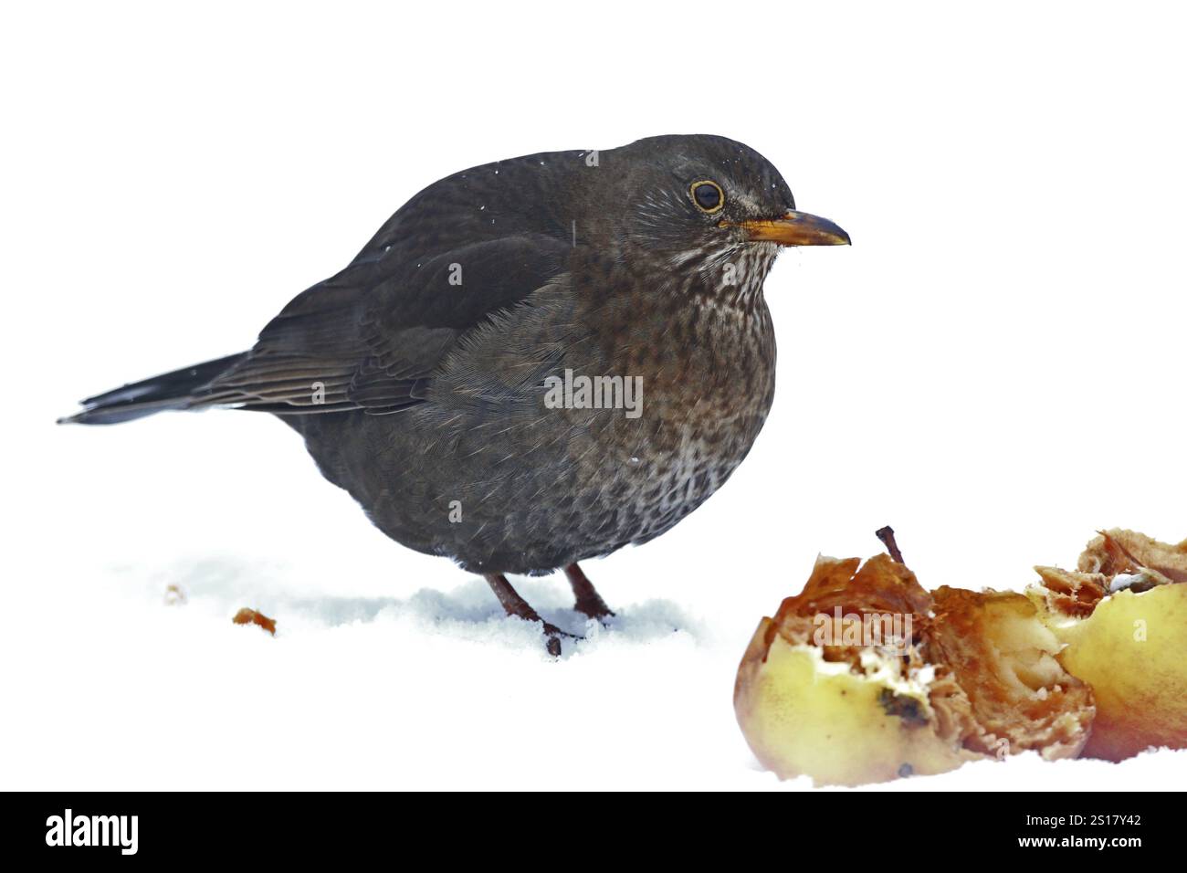 Blackbird, Turdus merula, inverno, neve Foto Stock