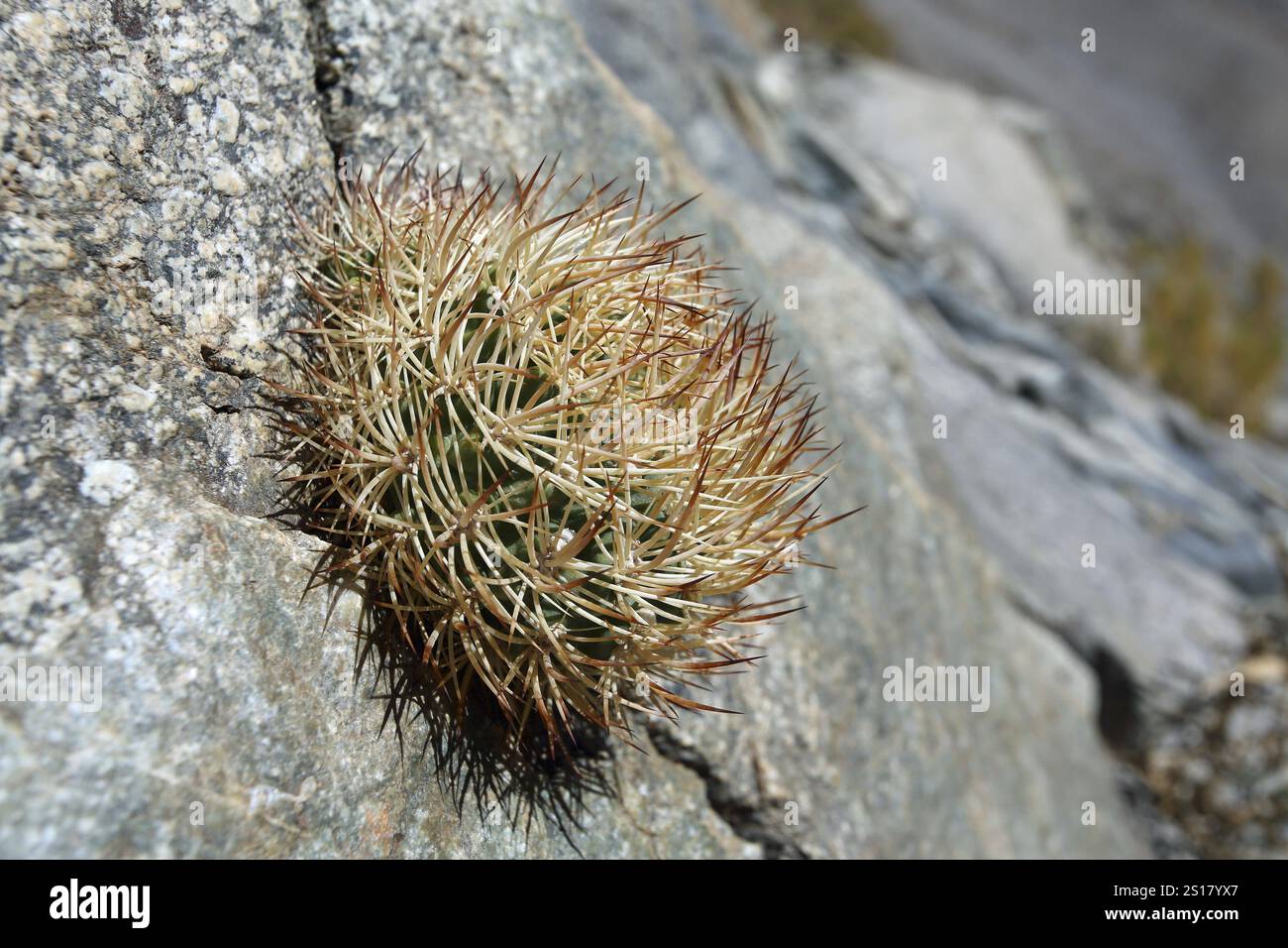 Neoporteria eriosycoides, cactus, valle di Elqui, che cresce nella parete rocciosa, Cile, Sud America Foto Stock