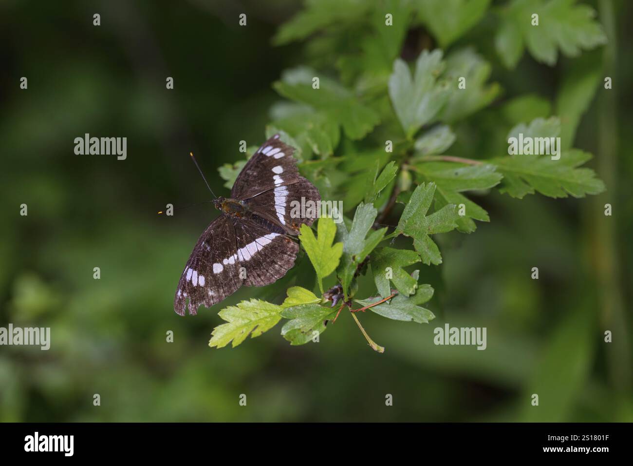 Ammiraglio bianco (Limenitis camilla), animali, insetti, farfalle, farfalla, farfalla nobile, macro, regione del cardo Feldberg, Foresta Nera, Baden-Wuertt Foto Stock