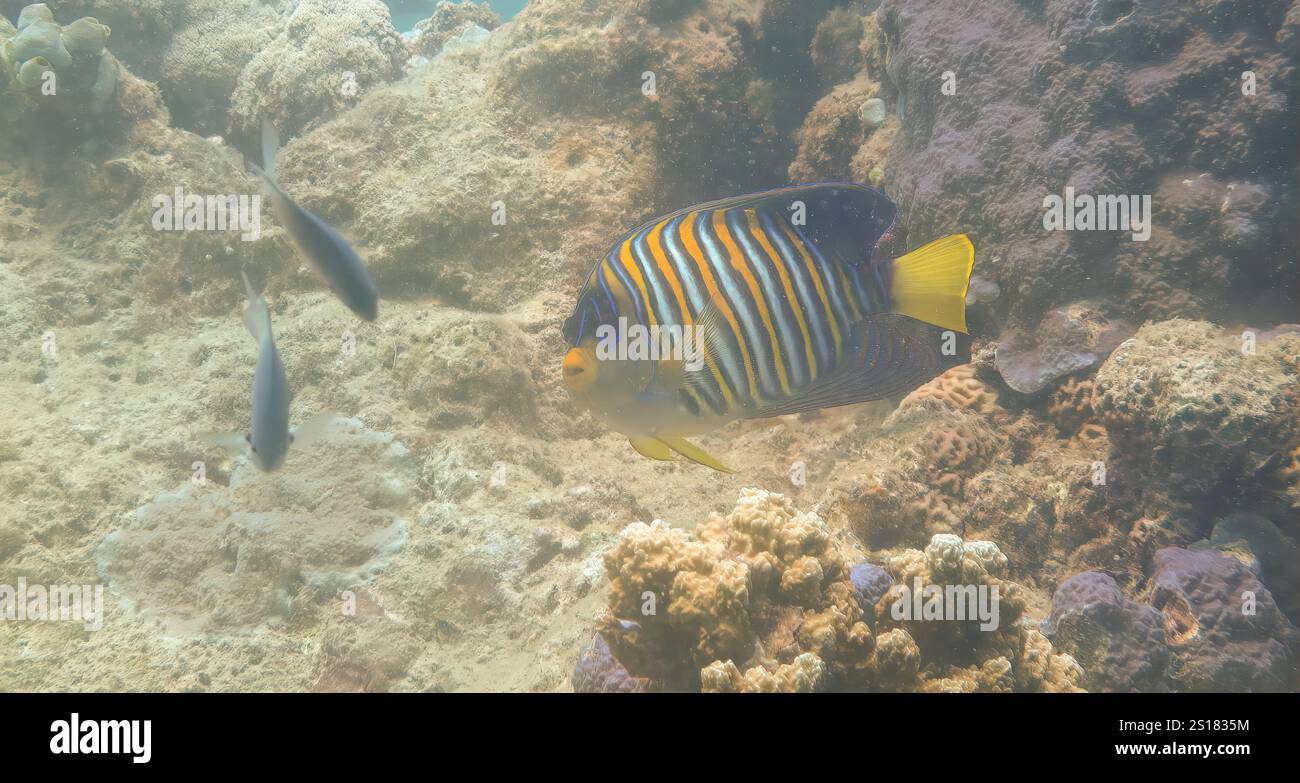 Il pesce angelo regale nuota tra le vivaci barriere coralline gialle e viola, mostrando i suoi colori sorprendenti nelle isole Karimunjawa, Jepara, Indonesia Foto Stock