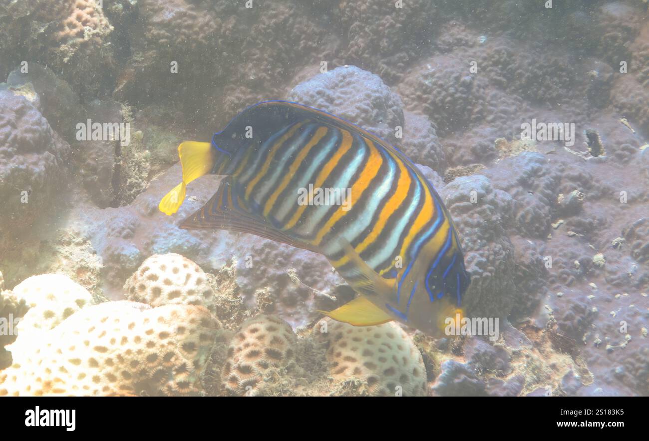 Il pesce angelo regale nuota tra le vivaci barriere coralline gialle e viola, mostrando i suoi colori sorprendenti nelle isole Karimunjawa, Jepara, Indonesia Foto Stock