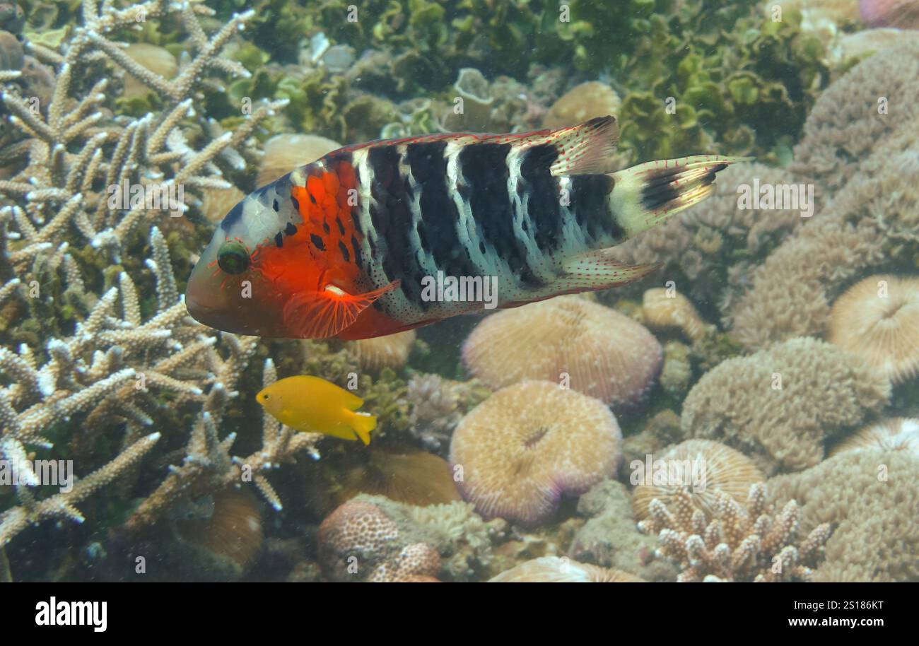 Lo zaffiro arlecchino nuota sulla barriera corallina, mostrando vivaci motivi rossi, neri e bianchi nelle isole Karimunjawa, Jepara, Indonesia Foto Stock