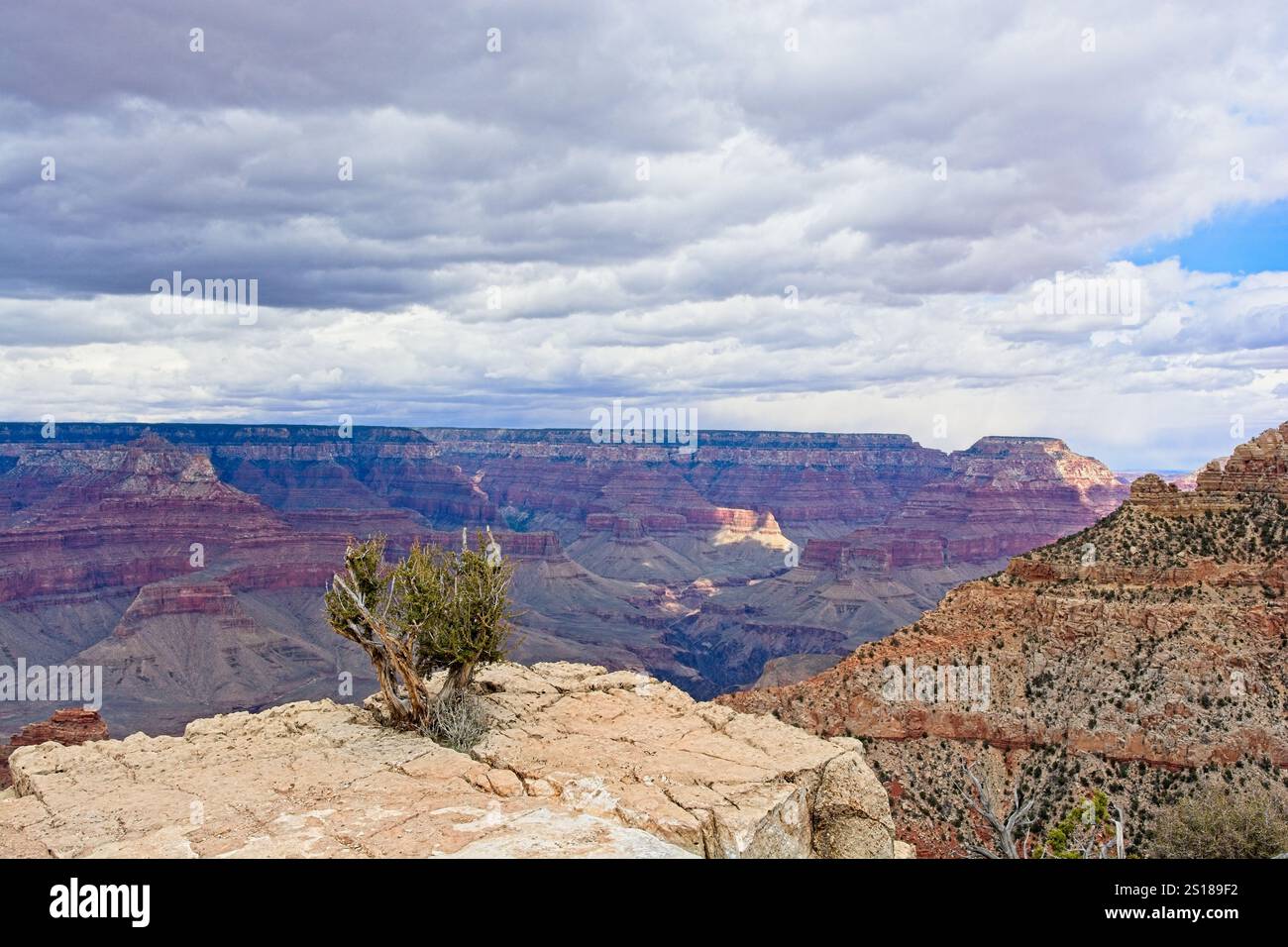 Albero di ginepro che prospera in crepaccio roccioso sul bordo del Grand Canyon sotto il cielo spettacolare Foto Stock