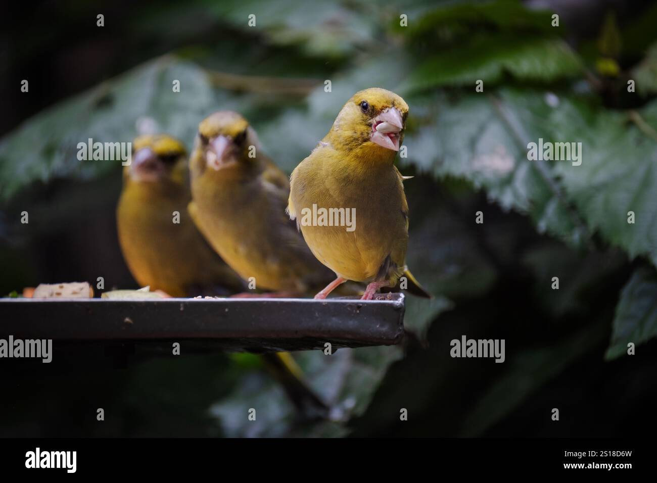 Tre uccelli Yellowhammer (Hurukōwhai) appollaiati su un tavolo da mangiare mangiando noci e semi. Il colorato giallastro è un comune abitante di un paese aperto. Foto Stock