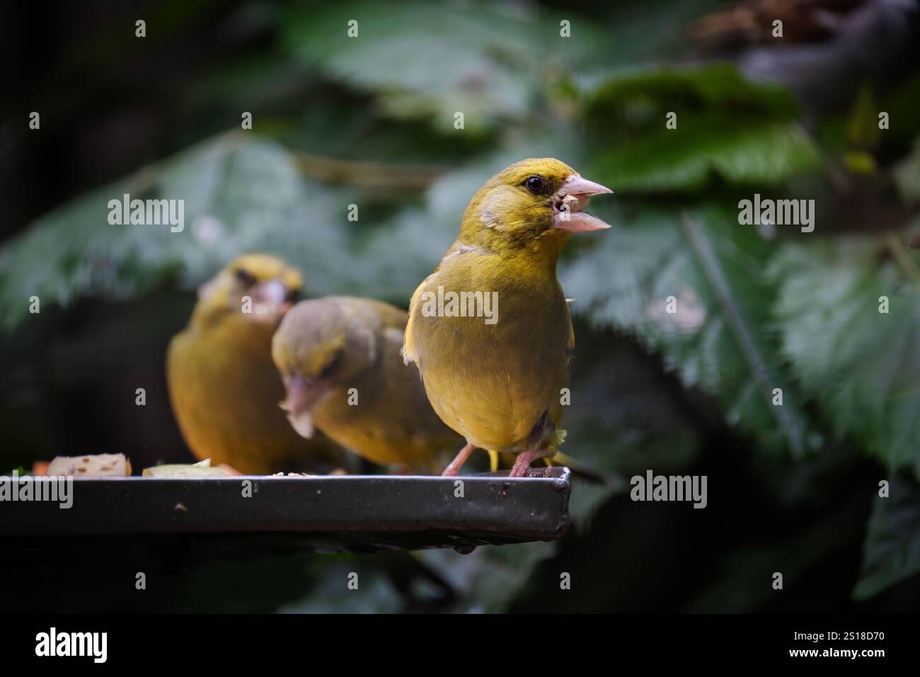 Tre uccelli Yellowhammer (Hurukōwhai) appollaiati su un tavolo da mangiare mangiando noci e semi. Il colorato giallastro è un comune abitante di un paese aperto. Foto Stock
