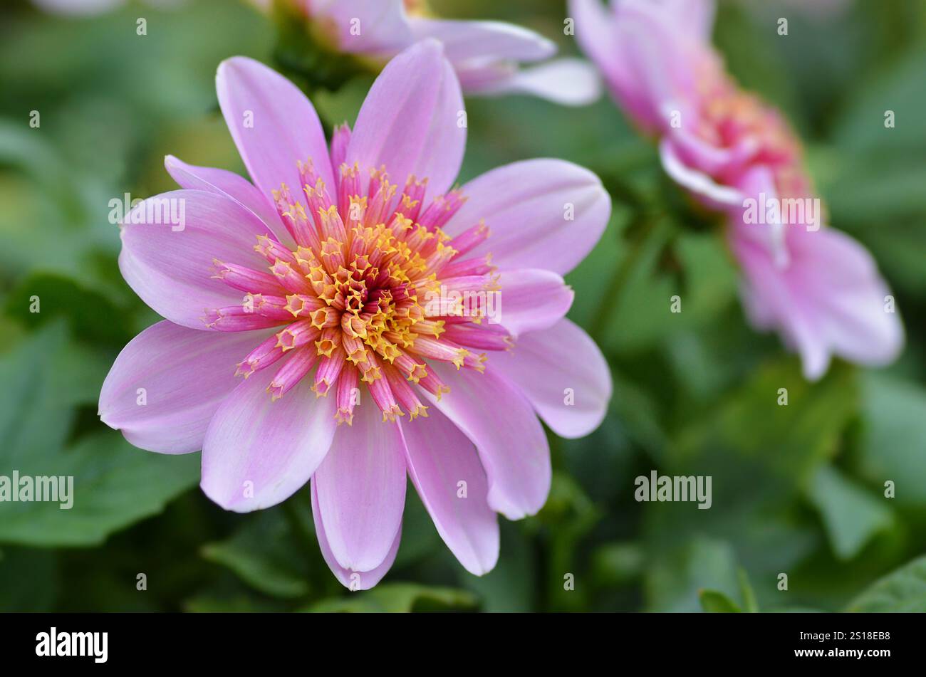 Foto macro di Dahlia "Starburst" rosa in un giardino Foto Stock
