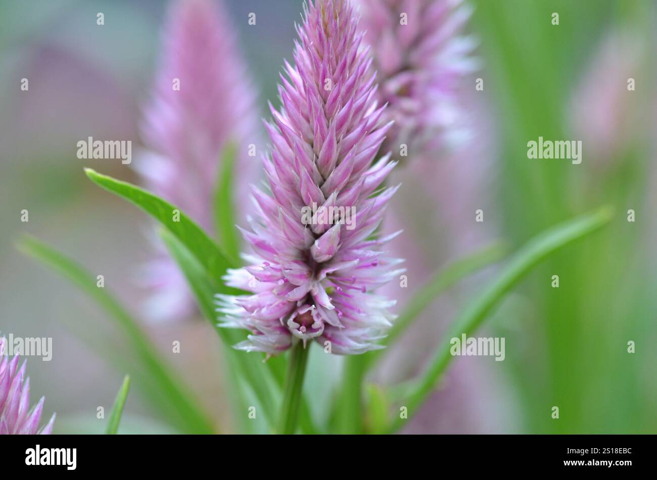 Foto macro di fiore rosa Celosia 'Flamingo Feather' (Celosia Spicata) con Celosia sfocata sullo sfondo. Comunemente noti come fiori di lana. Commestibile. Foto Stock