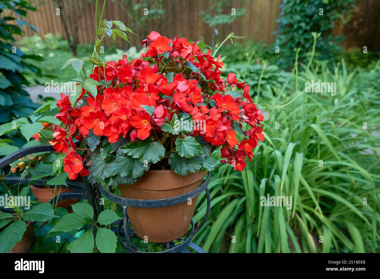 Begonia Elatior con fiori rossi. Una pianta in fiore della famiglia delle Begoniaceae Foto Stock