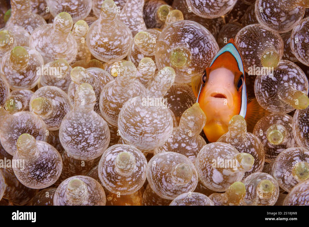 Questo anemonefish dalle pinne arancioni, Amphiprion chrysopterus, è raffigurato nascosto in un anemone malu, Heteractis malu, Filippine. Foto Stock