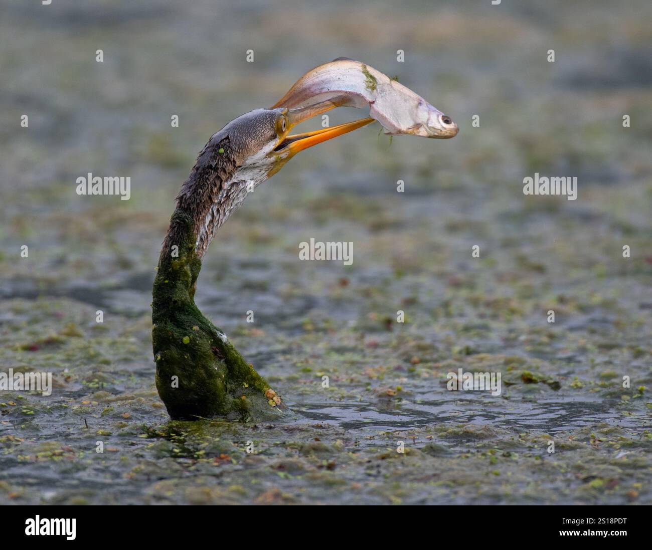 Primo piano di darter o di un uccello serpente che cattura un pesce. Messa a fuoco selettiva. Foto Stock